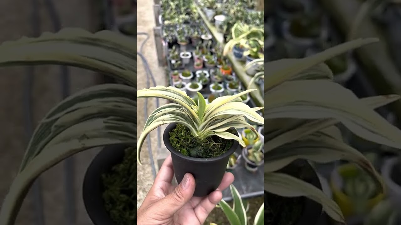 交配大成功！】大錦×華宝 万年青の品種ができる過程、紹介解説 私が