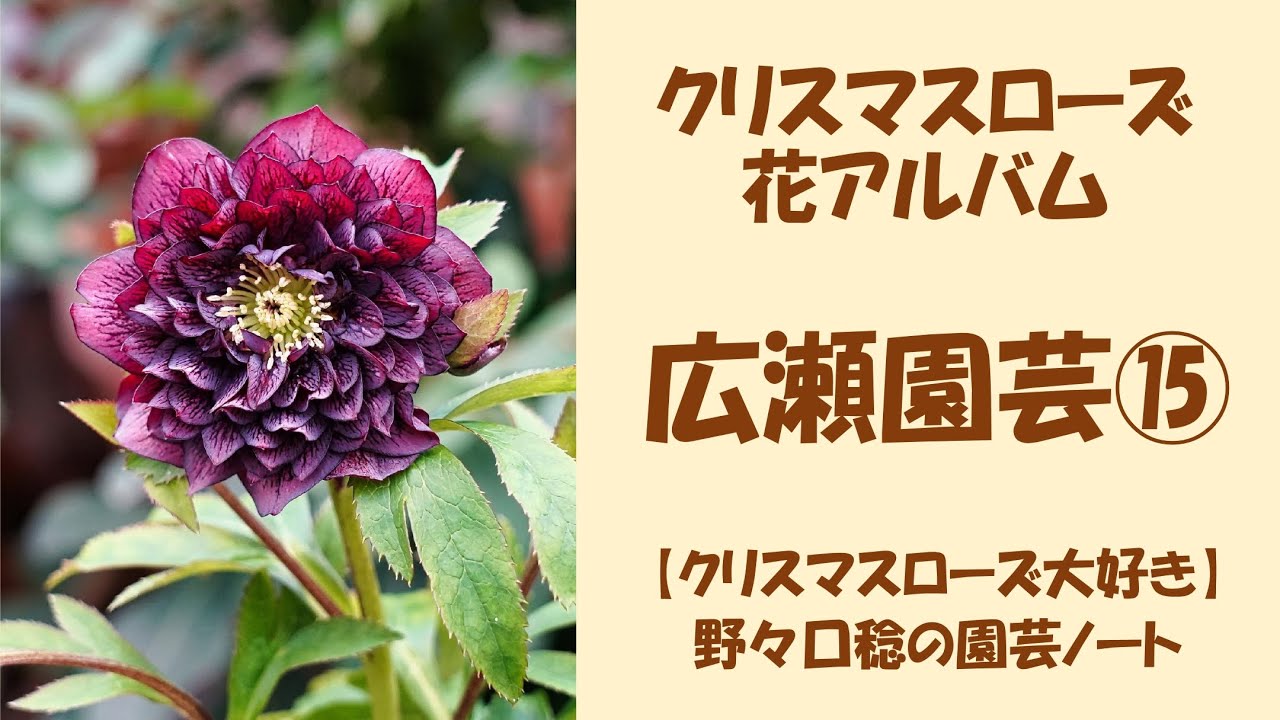広瀬園芸 クリスマスローズ dd整形レッドブロッチ 開花株 現品 匿名