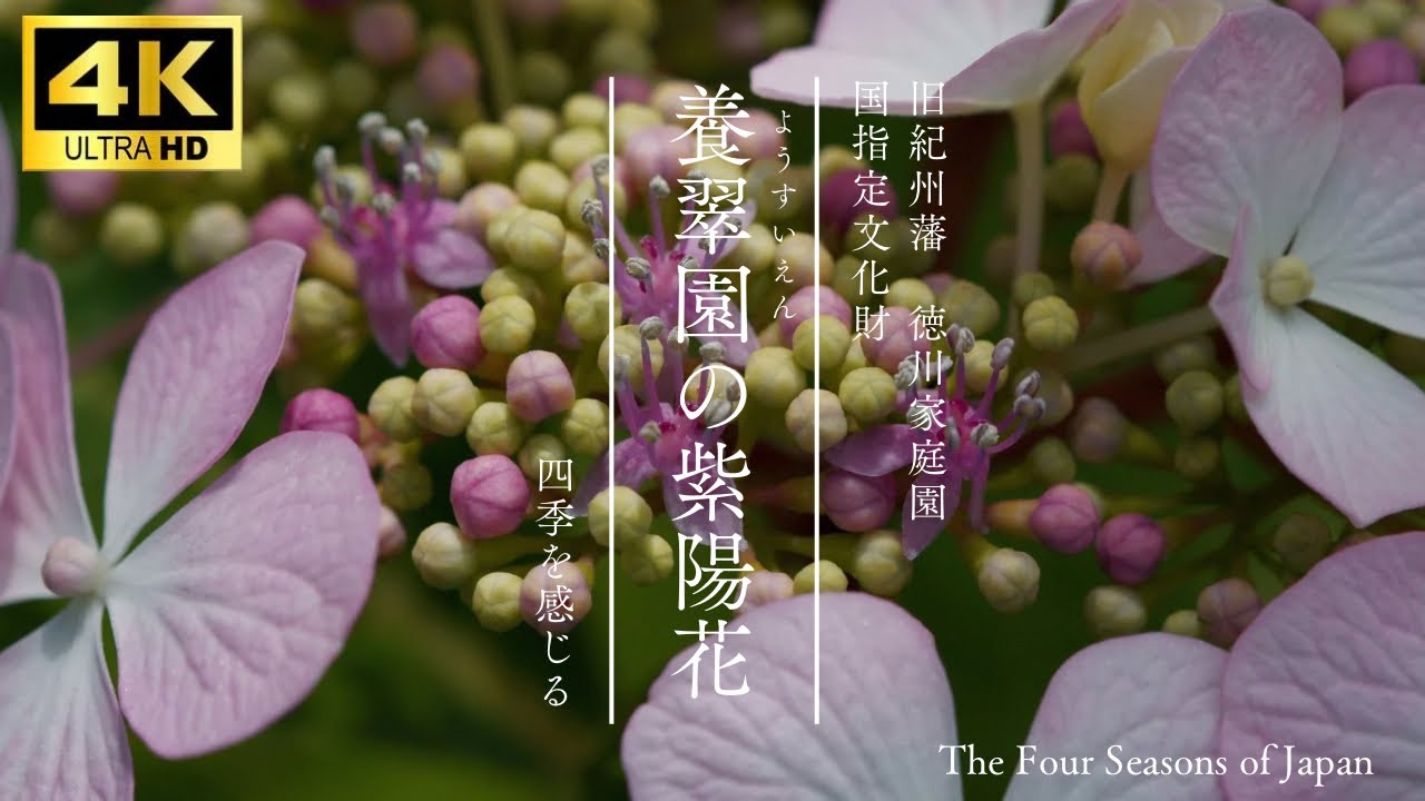 4K/JAPAN〜hydrangea〜】Yosui-en(cultivated green garden)/#紫陽花