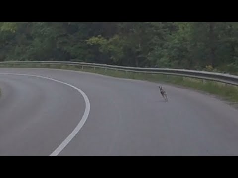Rabbit running down the hill for 2 minutes. Incredible stamina