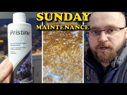 HOW I CLEAN EVERYTHING | 900L Saltwater Macroalgae Tank & Testing