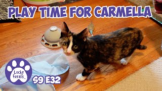 Play Time For Carmella The Kitten - Rescue Kitten Day 32 - Lucky