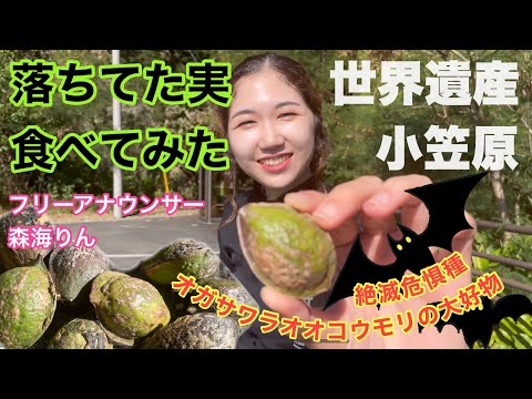 絶滅危惧種 オガサワラオオコウモリの大好物の実、食べてみた！】世界