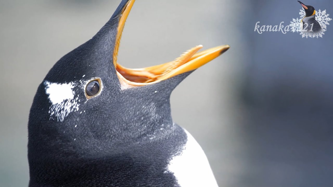 旭山動物園 ジェンツーペンギン48番の（カワイイ）様子 - YouTube