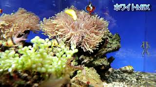 海水魚サンゴLEDライト 3個セット グラッシーレディオ RX207 DPなど サンゴ育成海水用LEDライト Z250 SEA / Z400 SEA – WEEK AQUA