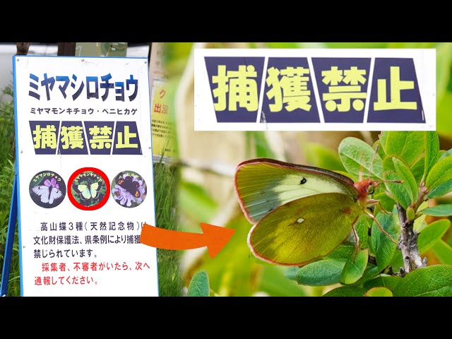 No Capturing] I tried to photograph the alpine butterfly, Colias