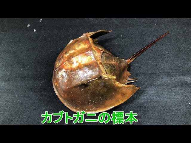 カブトガニ標本 - YouTube
