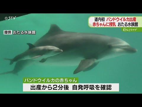 Baby bottlenose dolphin swims alongside its mother: Hokkaido's