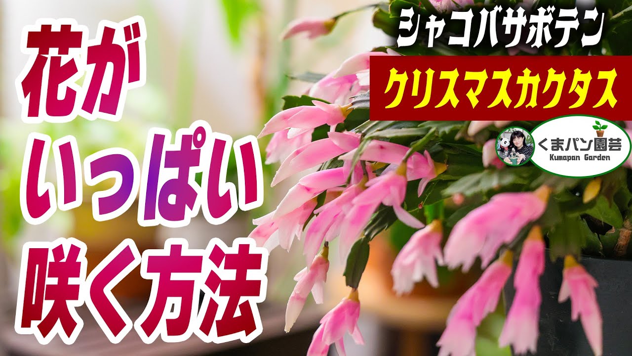 How to make your plants bloom profusely! Christmas cactus