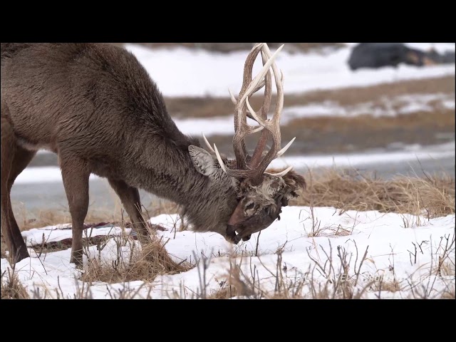 Hokkaido Sika Deer with dead deer head （絡み角のエゾシカ・野付