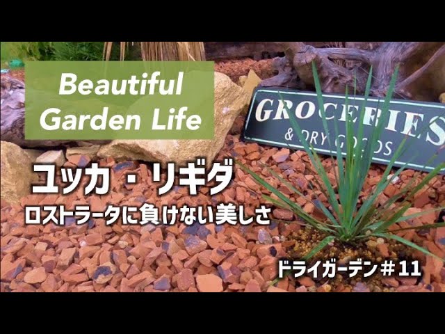 ユッカ・リギダ】 ロストラータにも負けない美しさ - YouTube