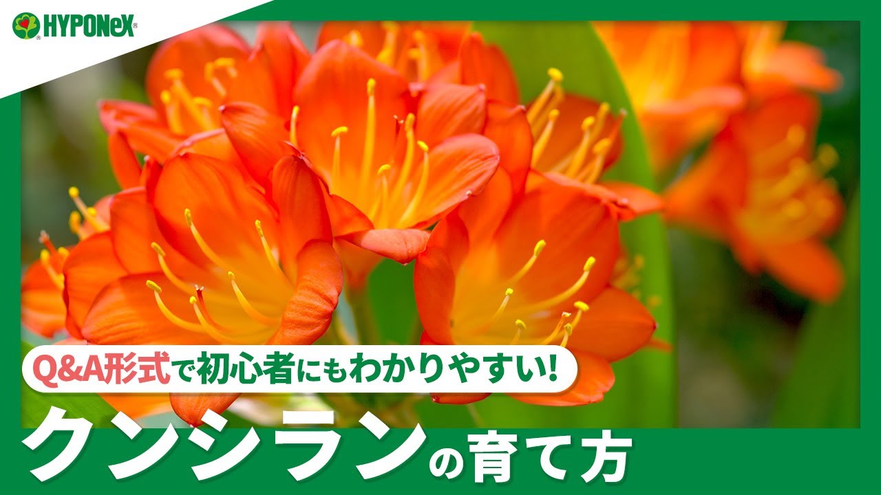 ☘:240 [Q&A] How to Grow Clivia | Where should I grow it? Watering