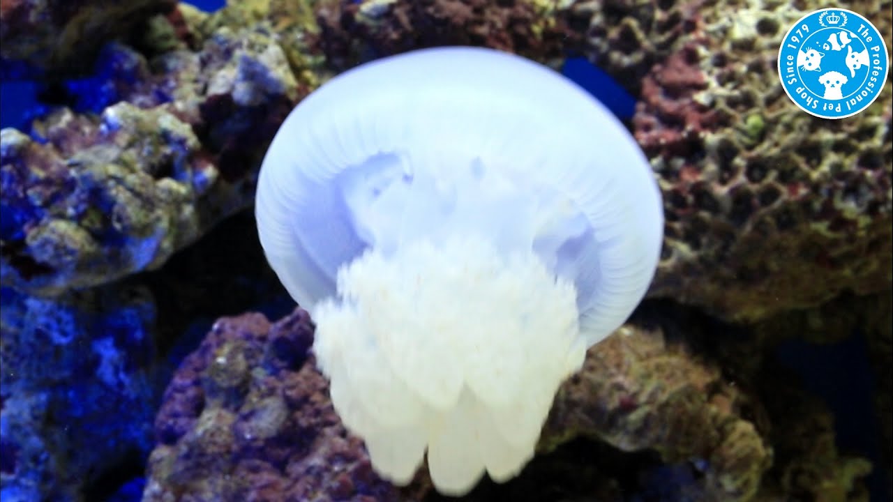 チャーム】海水魚 ホワイトジェリー Catostylus mosaicus クラゲ charm