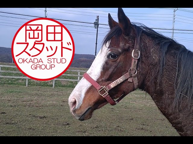 的場文男 的馬券 マトバケン 二枚セット 的場文男 的馬券 マトバケン