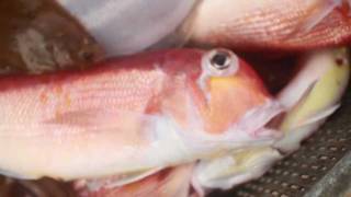 京都丹後 甘鯛の延縄漁 - YouTube