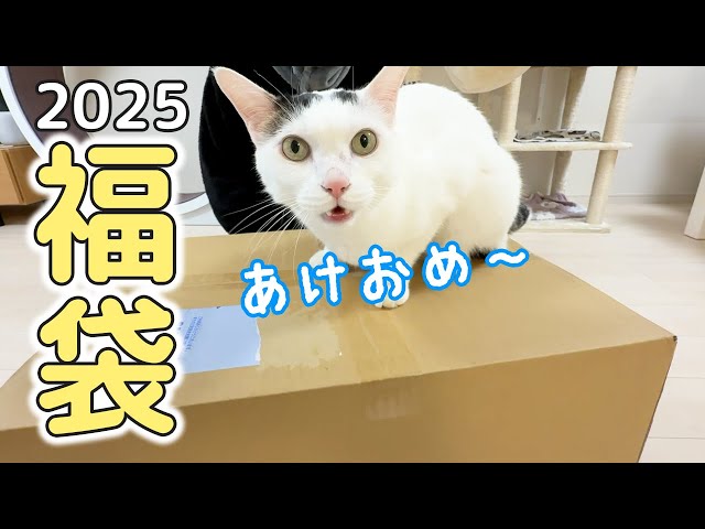 2025年！猫用福袋開封します！！ - YouTube
