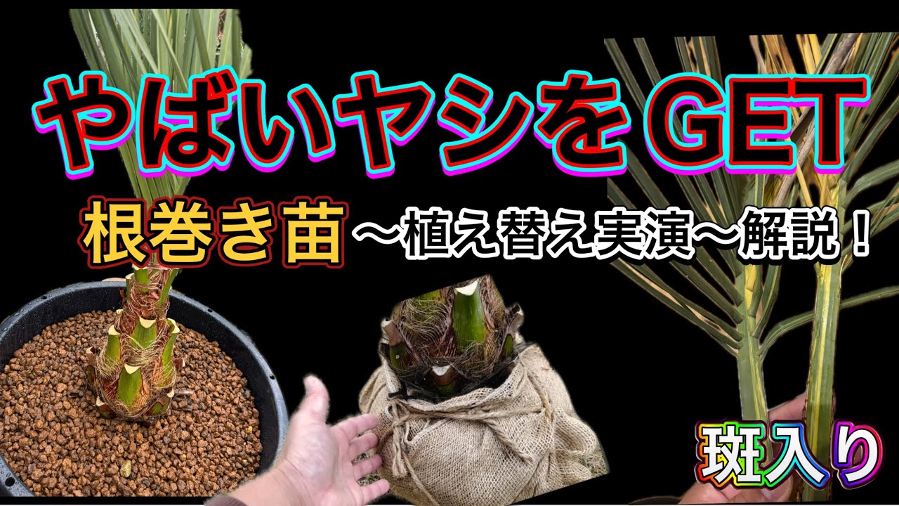 Mutation?!] We got a variegated coconut palm! A demonstration of