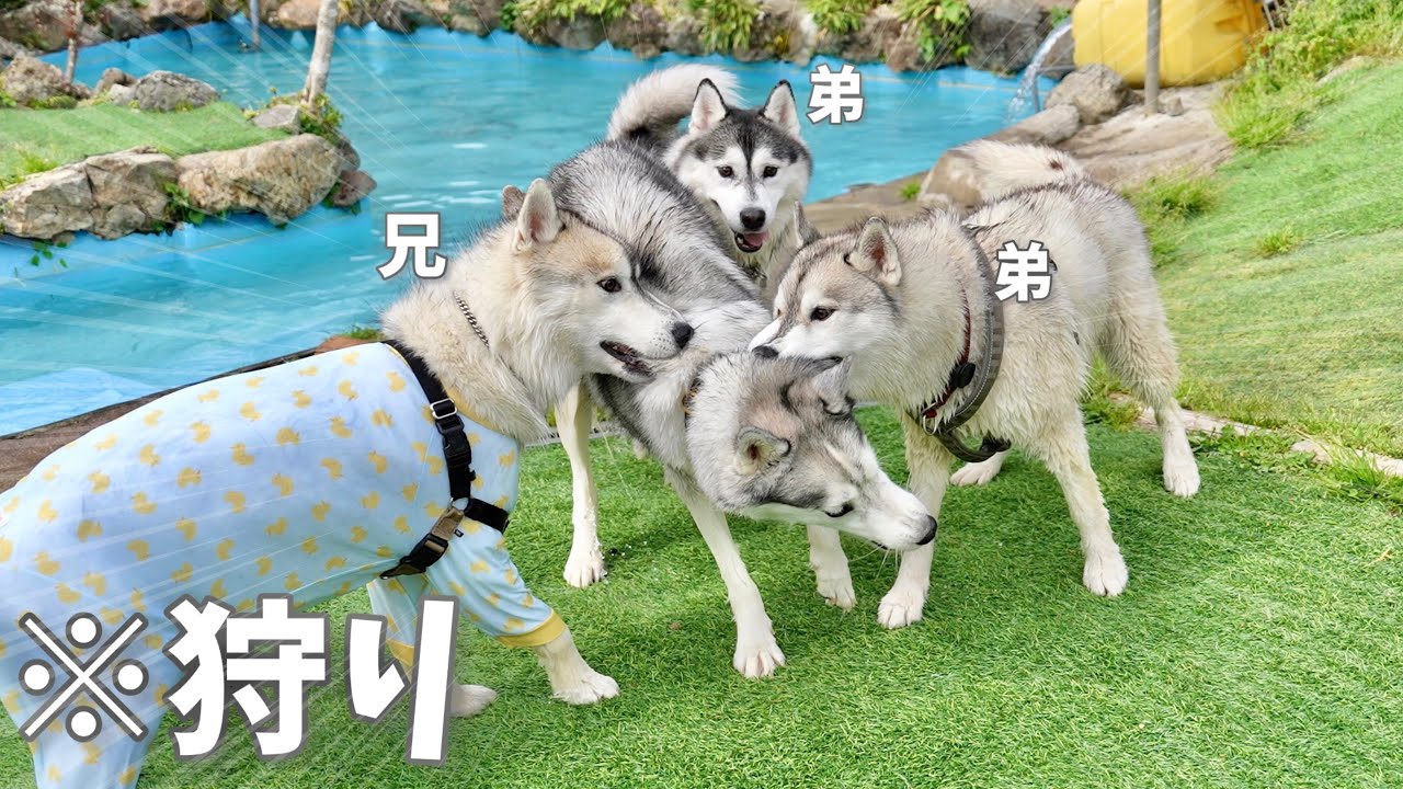 Very Excited] Here are the Husky brothers hunting their friend