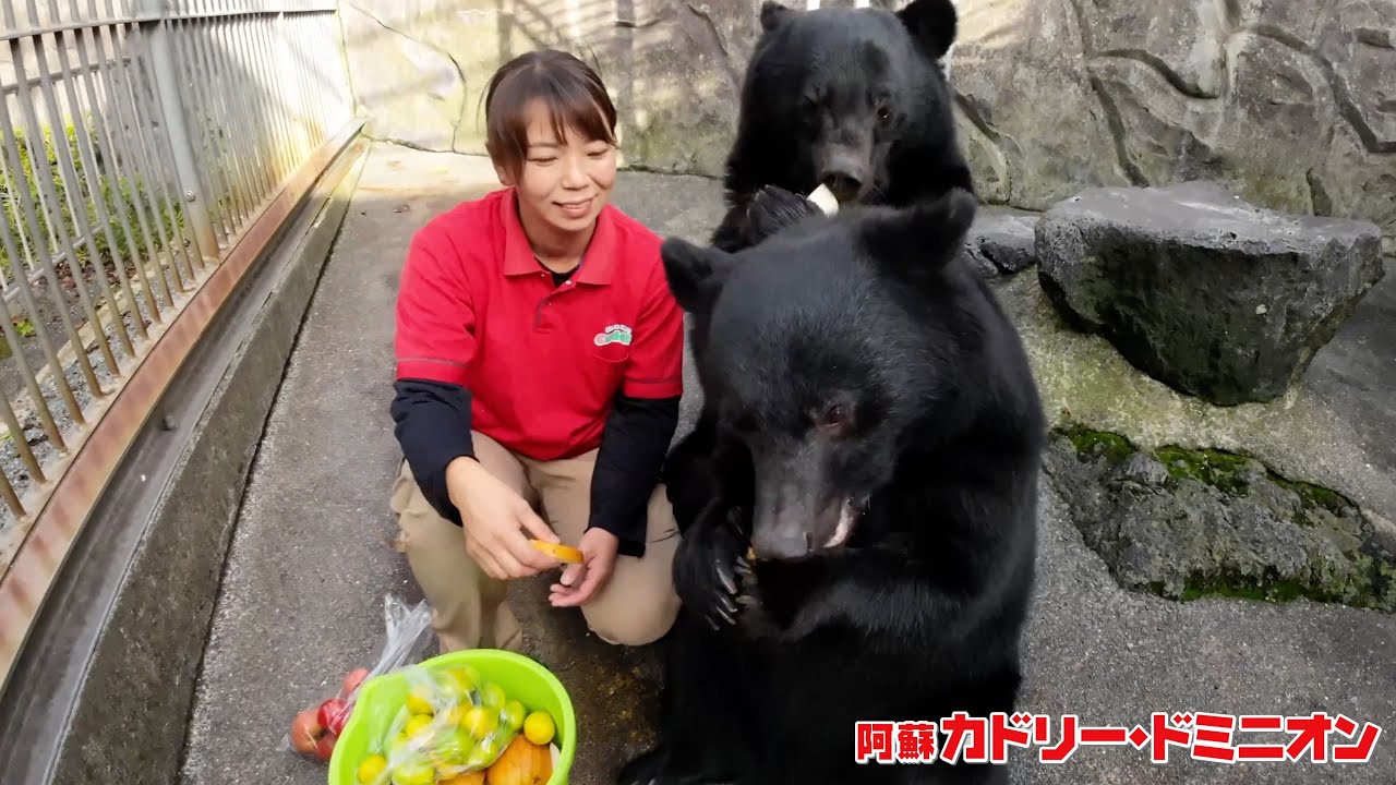 The day the zookeeper says goodbye to the bear he's raised since