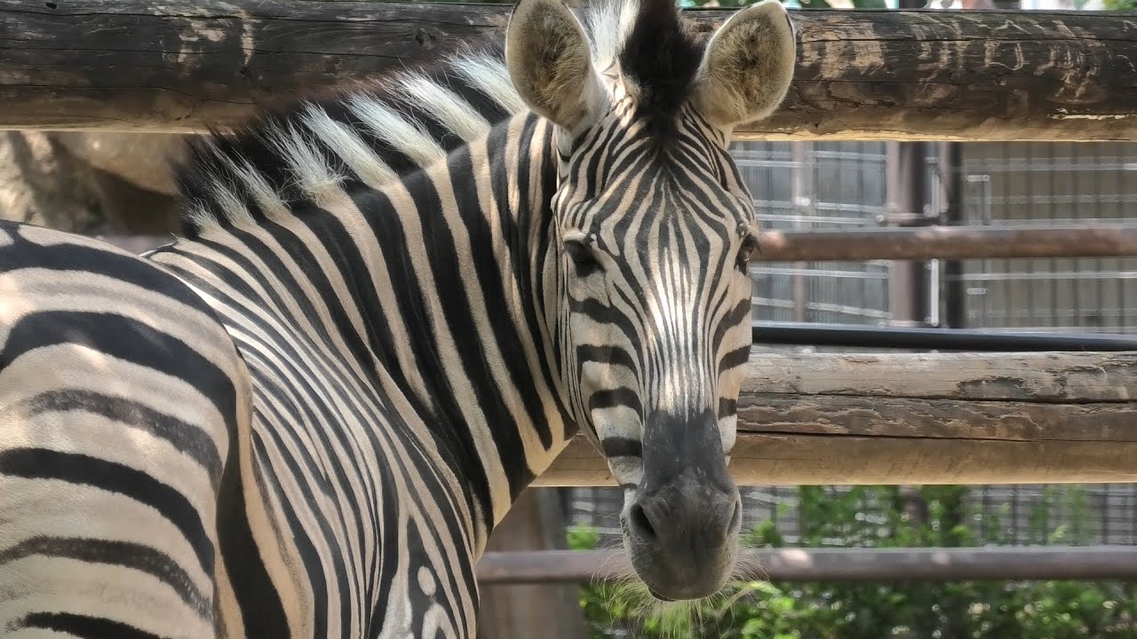 Chapman's zebra (Oji Zoo, Hyogo, Japan) August 4, 2020 - YouTube