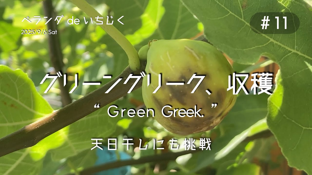 11グリーングリーク初収穫と天日干し挑戦【ベランダdeいちじく