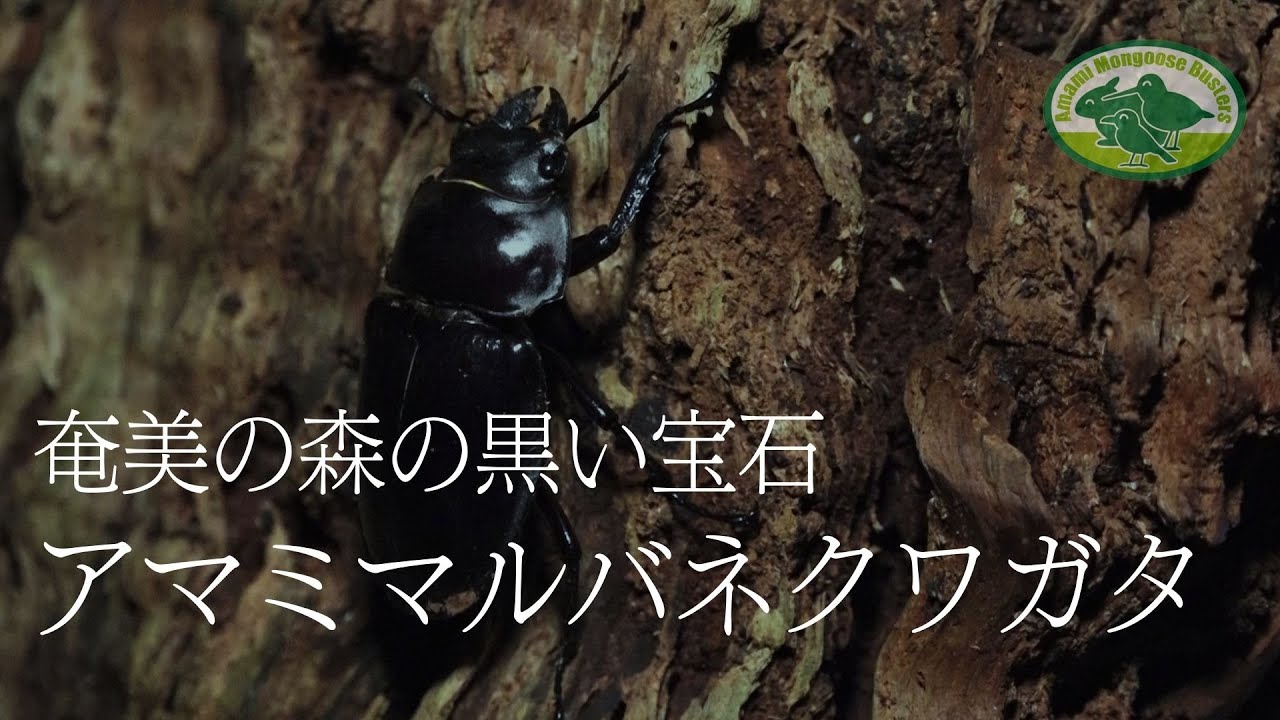 アマミマルバネクワガタ】奄美の森の黒い宝石「アマミマルバネクワガタ