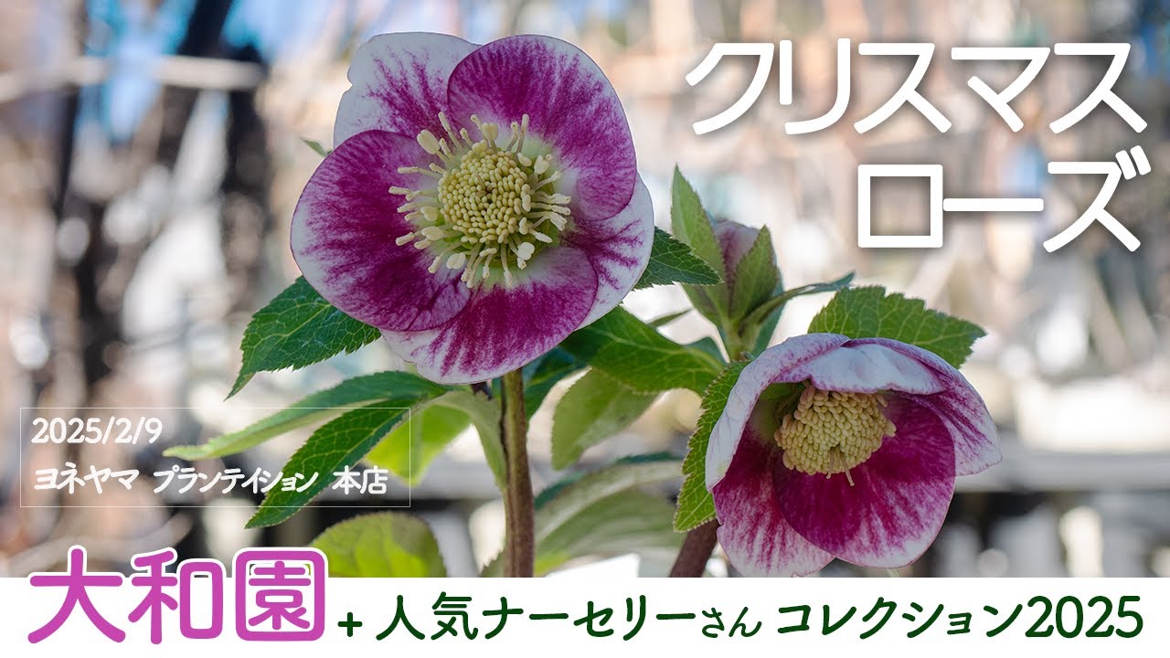 クリスマスローズ大和園フェア2025＠ヨネヤマプランテイション／高橋