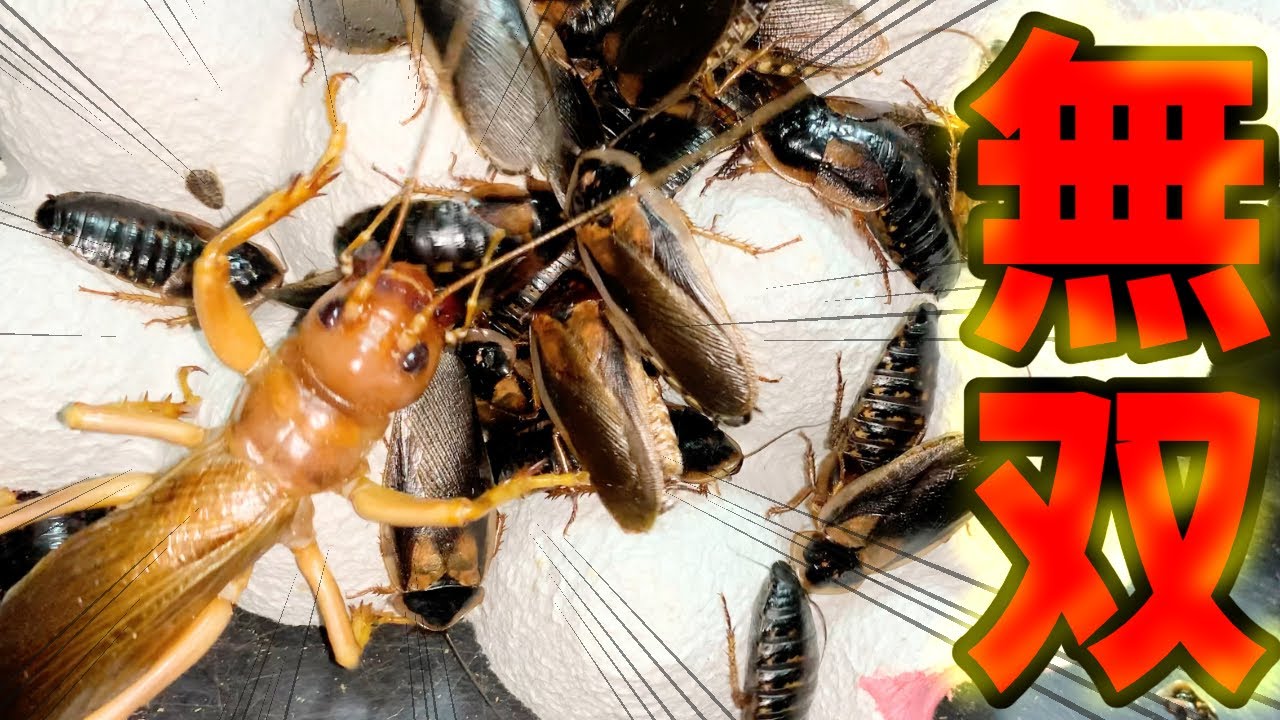 閲覧注意】大量のゴキブリの中に怪物リオックを入れてみた結果 - YouTube
