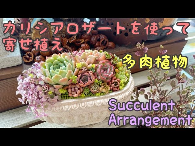 多肉植物の寄せ植え】カリシアロザートを使って寄せ植え【Succulent