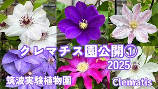 クレマチス35品種ご紹介2025.4.26.～Introducing 35 varieties of