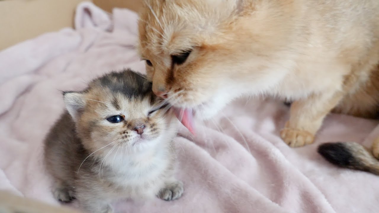 Mom, I'm already an adult, you don't need wash me! - YouTube