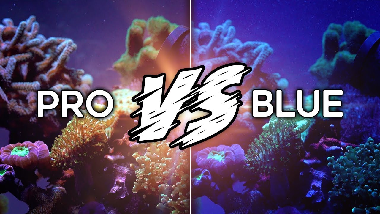 Radion G5 Pro vs Blue - What is the difference - YouTube