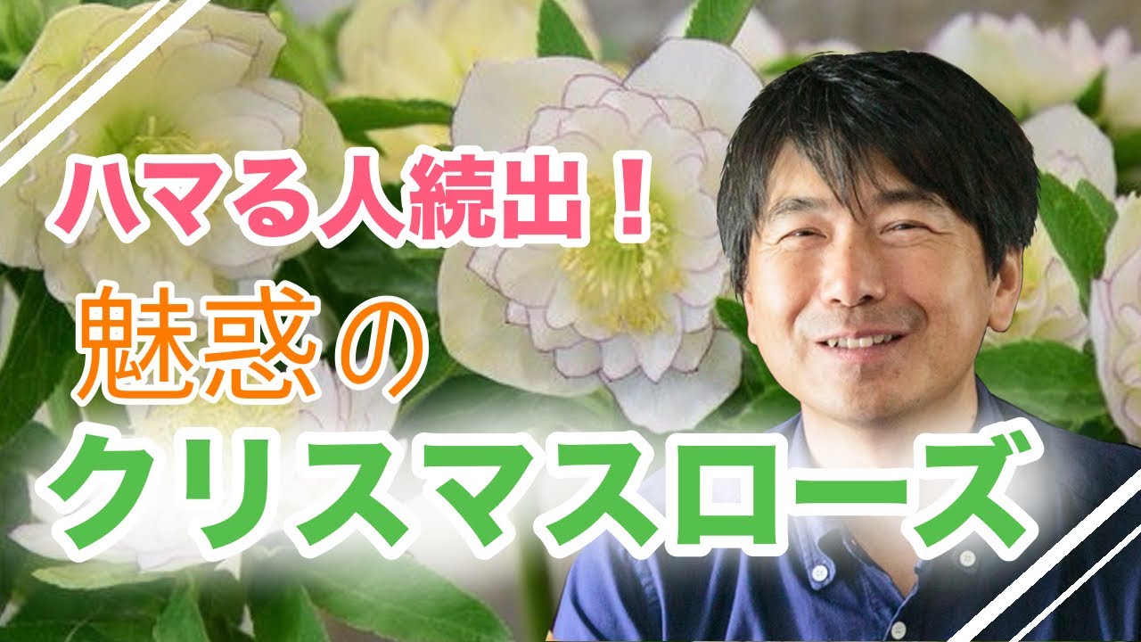 Enchanting Christmas rose - YouTube