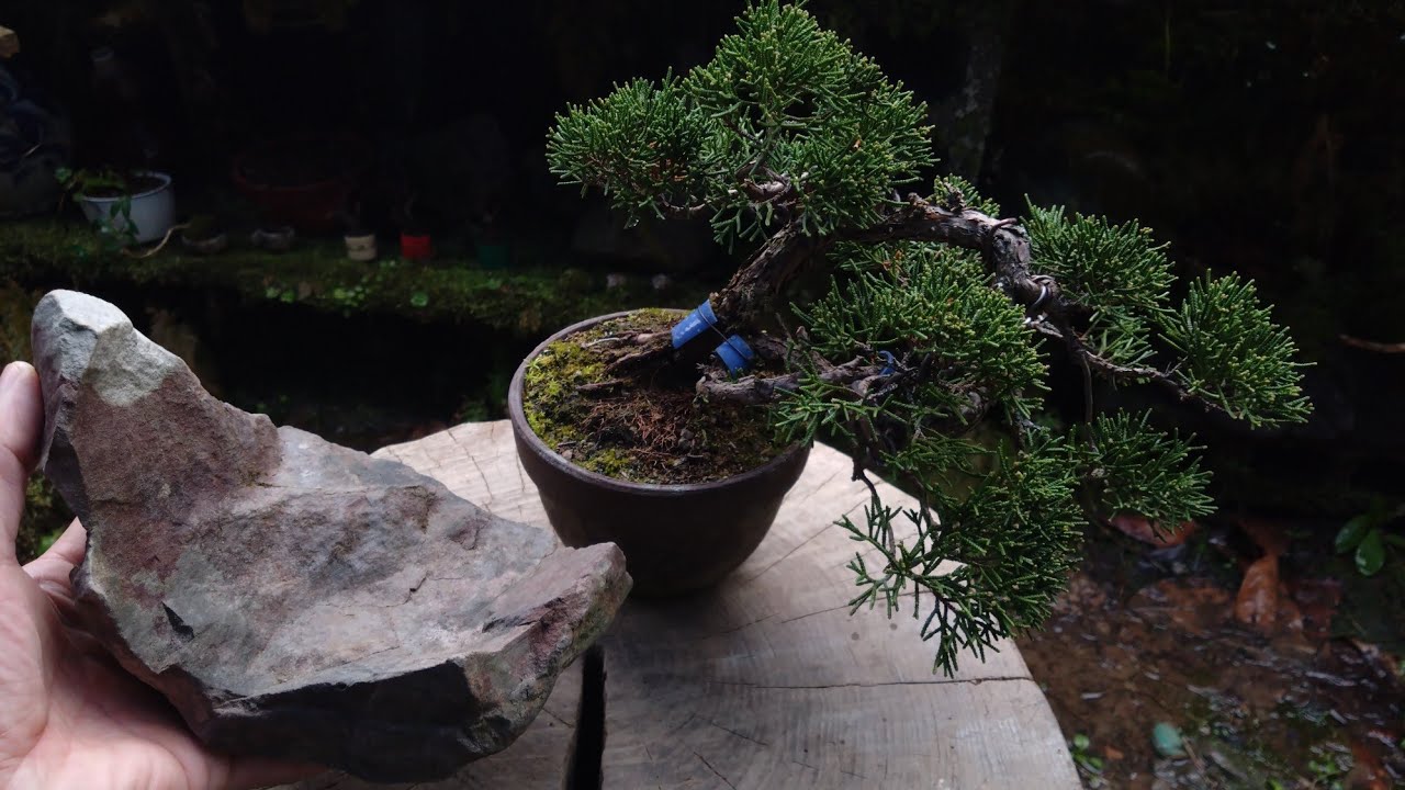 創作！石付き盆栽 ♯632 - YouTube
