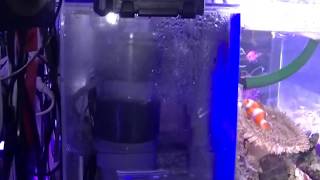 世界のとれたて海水魚(通信販売)の日海-web.com<日海センター