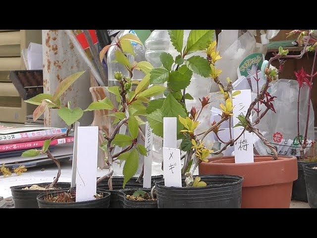 Mini bonsai are bent while still seedlings - YouTube