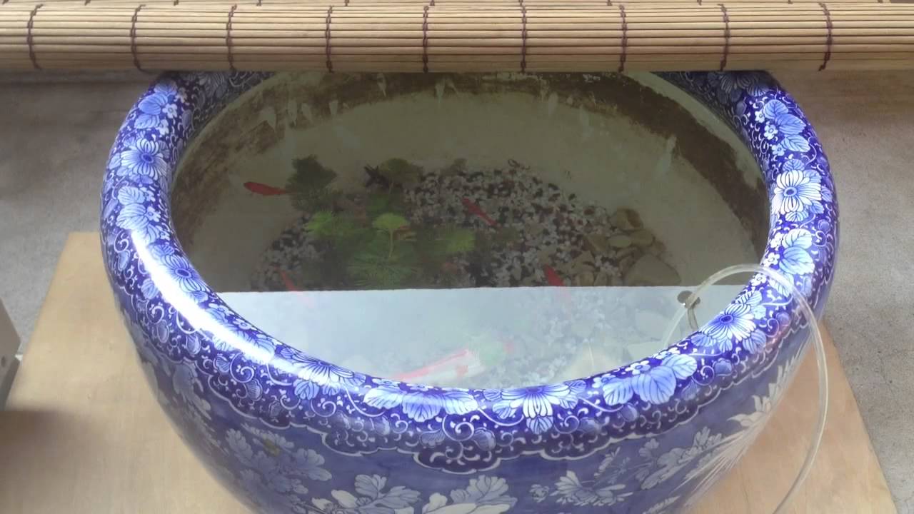 金魚を火鉢で飼う（更紗和金） - YouTube