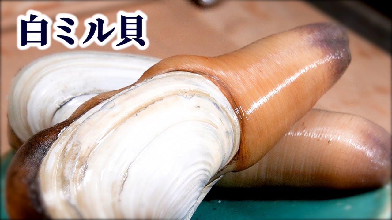 How to Make Japanese Geoduck Sashimi【English subtitles】 - YouTube
