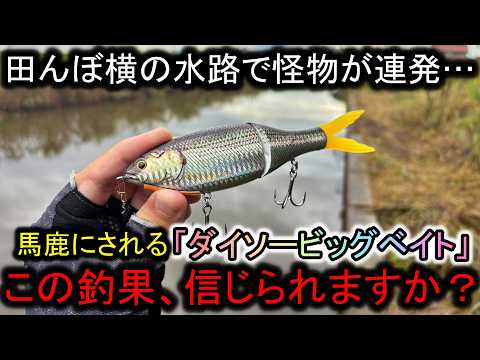 Dropping a Daiso Big Bait into a waterway next to a rice field