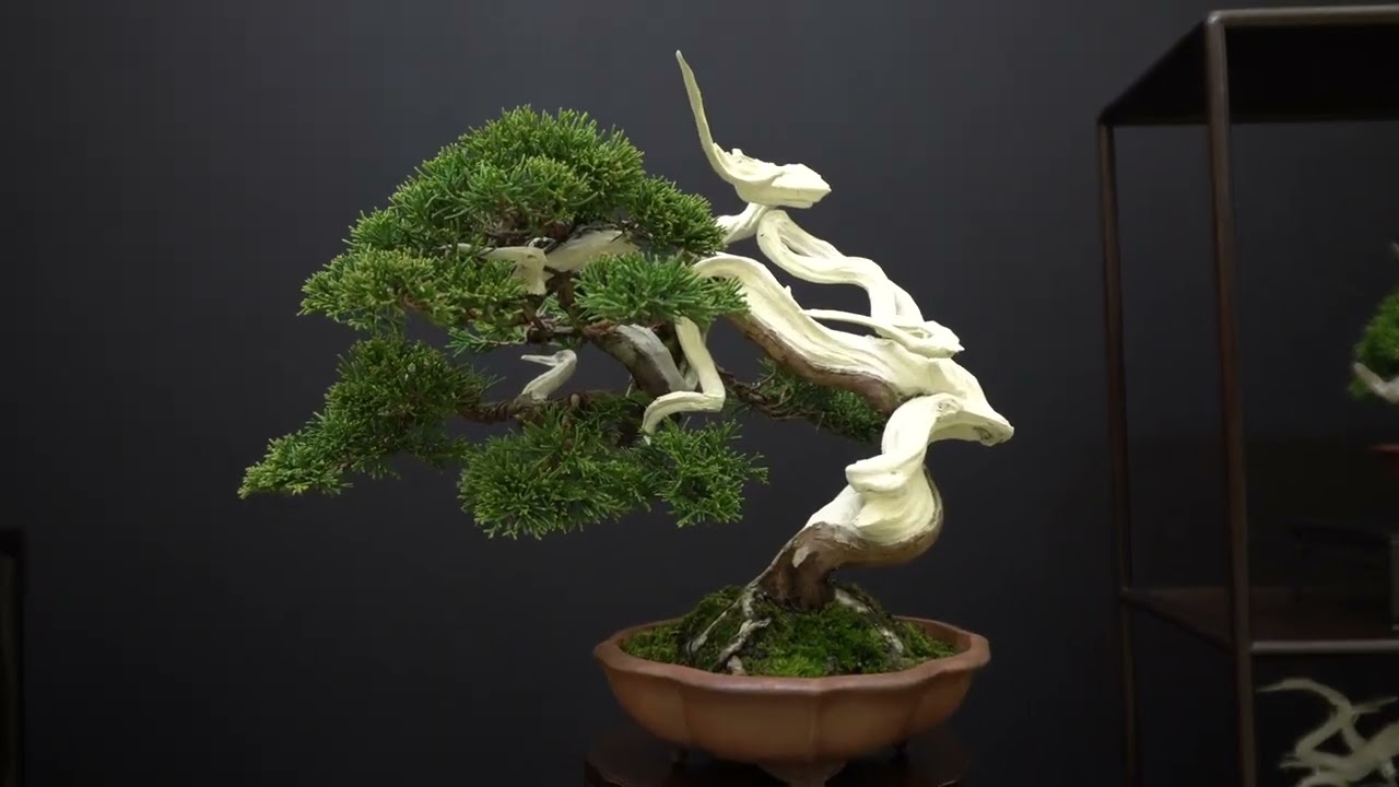 4K] 特別展示 雅風展 2025 - YouTube