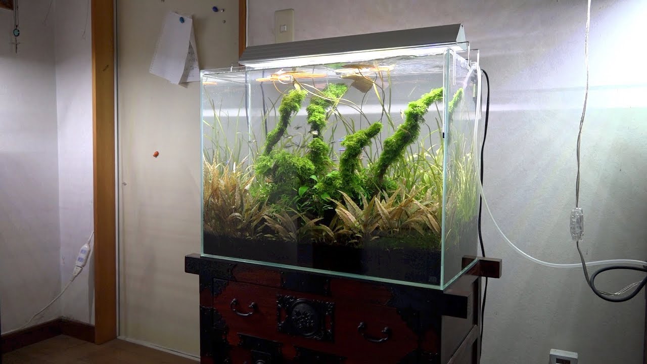 ADA新商品 ライトスクリーン紹介 後ろから光がぽわ〜と出てきてなんか