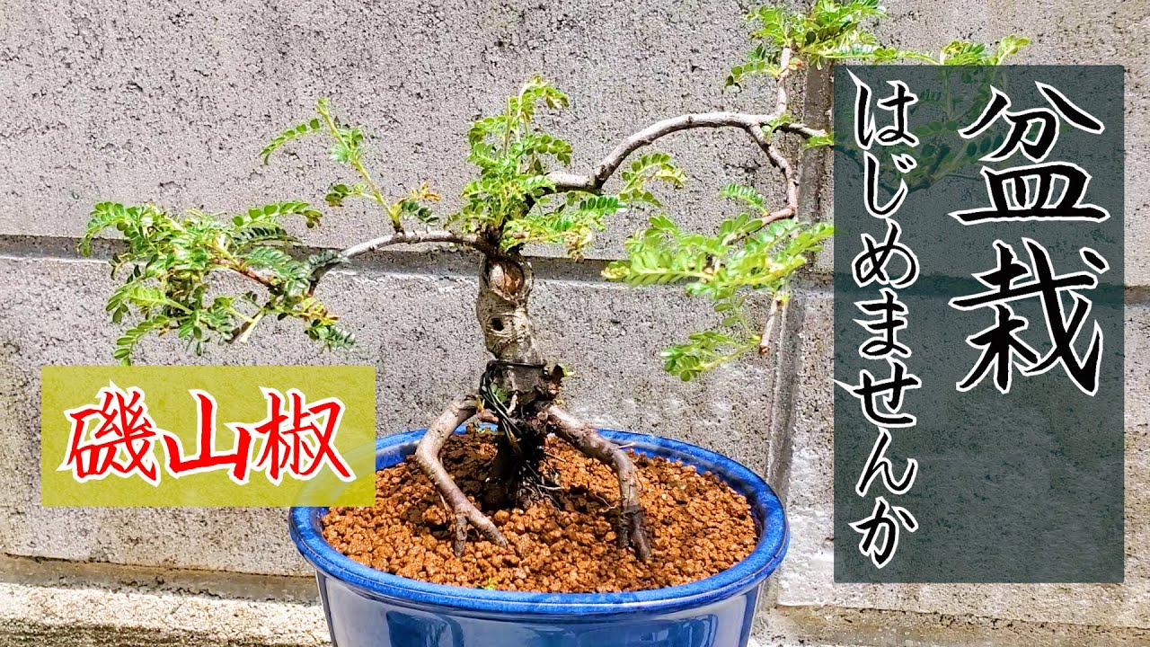 初心者必見】超絶かっこいい盆栽 - YouTube