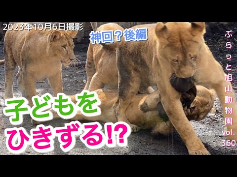 今日のライオン】神回？後編。ついにイオ我慢の限界！おもちゃのため