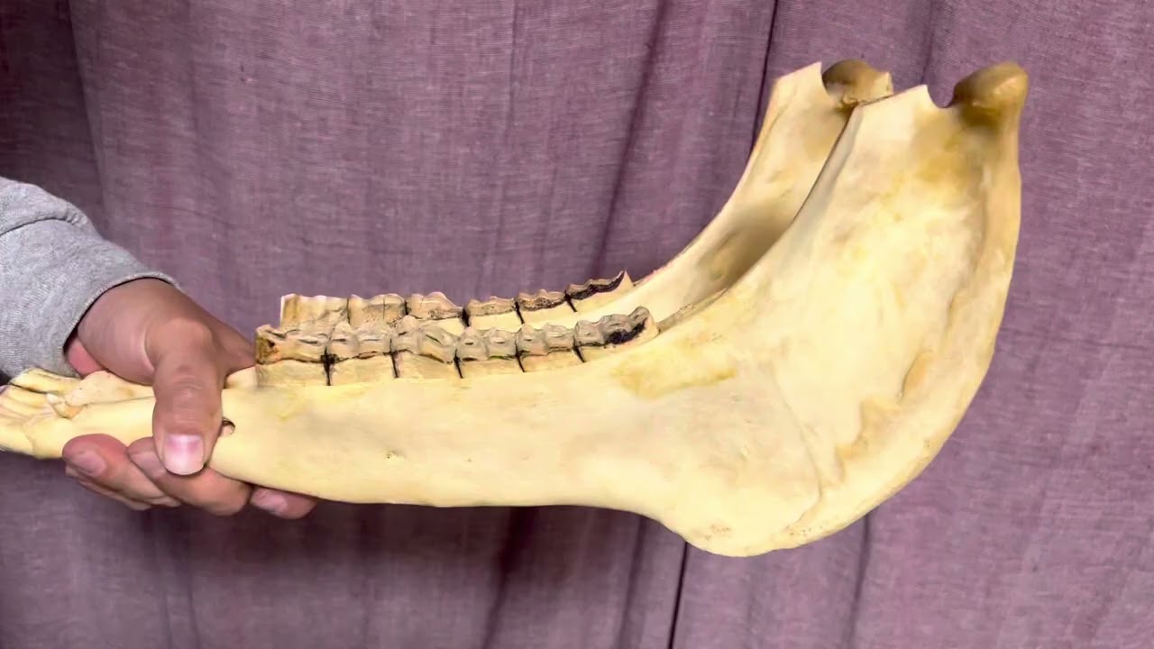 キハーダ qujada 商品参考動画 民族楽器コイズミ www.koizumigakki.com