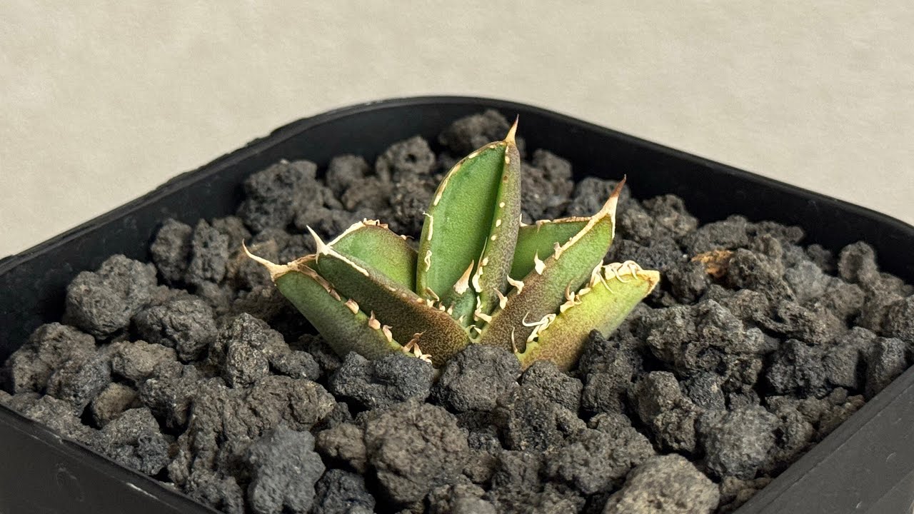 アガベ・チタノタ 大白鯊／Lize血統（芽）-007｜agave titanota 大白鯊