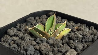 アガベ・チタノタ 大白鯊／Lize血統（芽）-007｜agave titanota 大白鯊