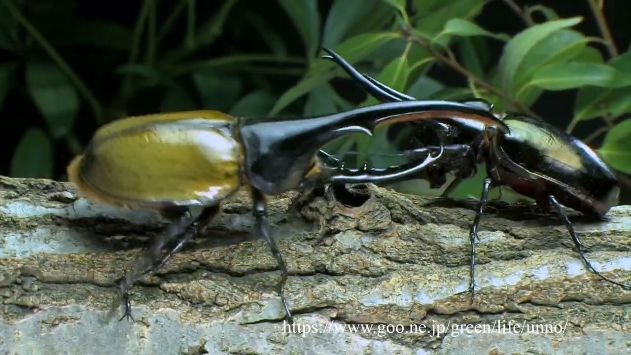 ヘラクレスオオカブトvsコーカサスオオカブト - YouTube
