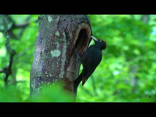 クマゲラ（1）営巣（2013年の苫小牧） - Black woodpecker - Wild Bird