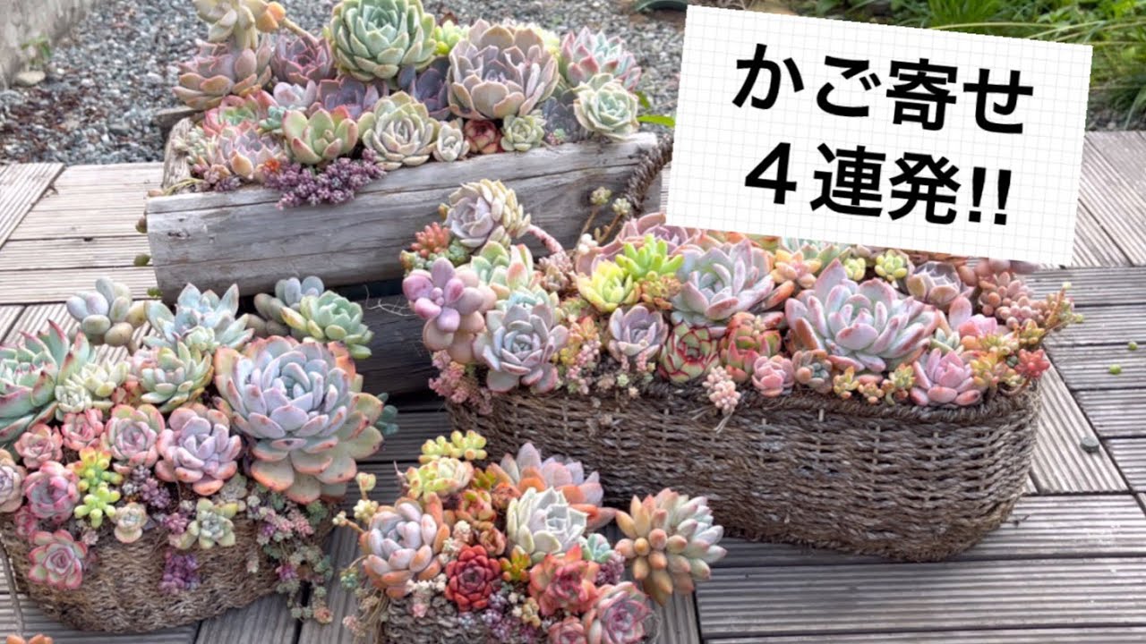 14【多肉植物】かご寄せの仕立て直し動画です🌸🌿🌿#多肉寄せ植え#多肉