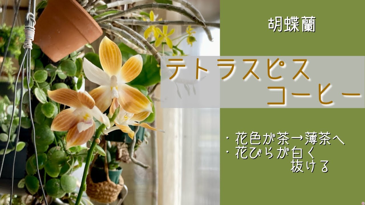 2024年4月4日 胡蝶蘭《テトラスピス コーヒー》 原種の交配種 コーヒー